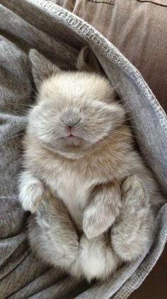 a small white kitten sitting on top of a couch under a gray blanket with its eyes closed