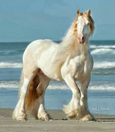 a white horse standing on top of a sandy beach next to the ocean with waves in the background