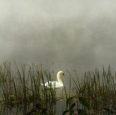 a white swan floating on top of a lake surrounded by tall grass