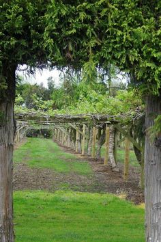 several trees are lined up in the grass