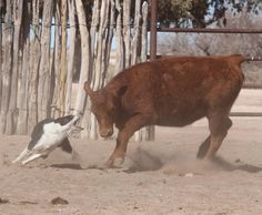 Border Collie Pups for Sale - For more information click on the image or see ad # 50671 on www.RanchWorldAds.com Border Collie Pups, Nice Dogs, Ranch Horses, Scotch Collie, Ranches For Sale, Cattle Dogs, Border Collie Puppies