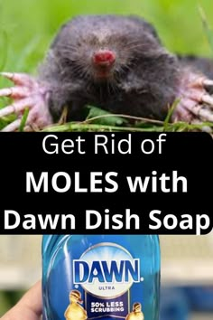 Learn how to get rid of moles in yard with dawn dish soap and castor oil. This DIY recipe will help you get rid of unwanted burrowing animals in your yard. Rodent Repellent, Getting Rid Of Mice