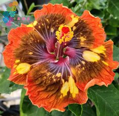 an orange and yellow flower with green leaves