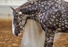 a spotted horse is standing in the dirt