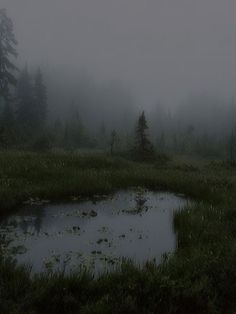 a small pond in the middle of a foggy forest