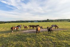 a group of horses standing on top of a lush green field next to each other