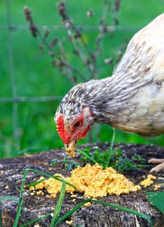 a close up of a chicken eating food