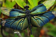 a blue and green dragonfly sitting on top of a leaf covered tree branch in the forest