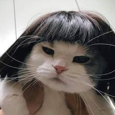 a black and white cat with a haircut on it's head