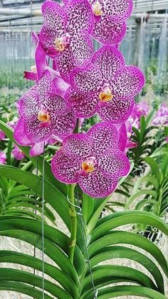 purple orchids are growing in a greenhouse