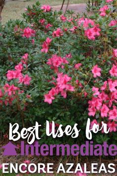 pink flowers with the words best uses for intermediaated encore azaleas