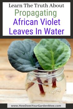 propagating african violets leaves in water Tattoo Plant, Violet Leaves, Lucky Plant, Brown Leaves, Fall Garden Vegetables