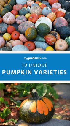 pumpkin varieties with text overlay that reads 10 unique pumpkin varieties