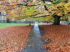 a path in the middle of a park with leaves all over it and trees lining both sides