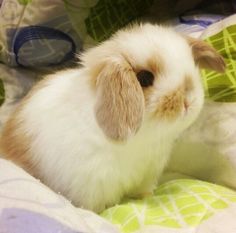 a white and brown rabbit sitting on top of a bed