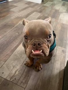 a small brown dog sitting on top of a wooden floor