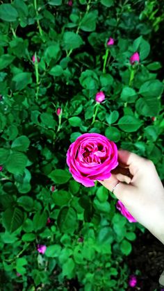 a person holding a pink rose in front of some green leaves and flowers on the ground