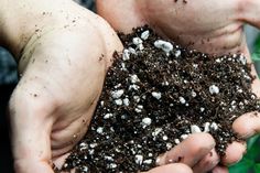 two hands holding soil in their palmes with white and black seeds on them, while another person holds out his hand to the camera