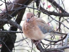 a bird sitting on top of a tree branch