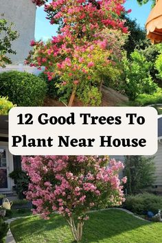 trees with pink flowers and green grass in front of a house that says, 12 good trees to plant near house