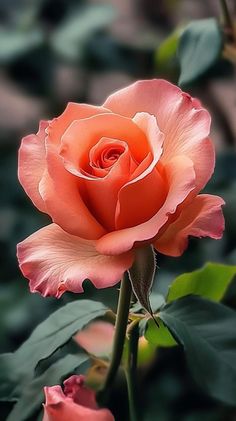 a pink rose with green leaves in the background