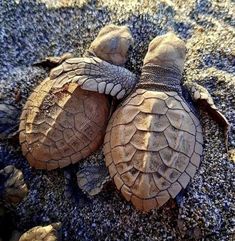 two baby sea turtles are laying on the ground together, with their backs facing each other