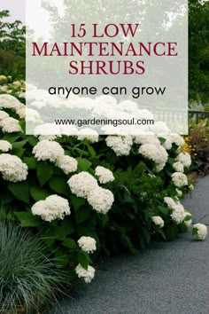 some white flowers and green plants with the words, low maintenance shrubs anyone can grow