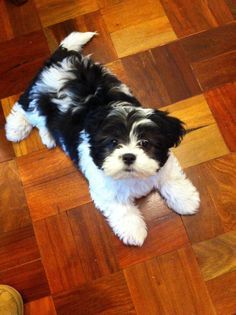 a small black and white dog laying on top of a wooden floor