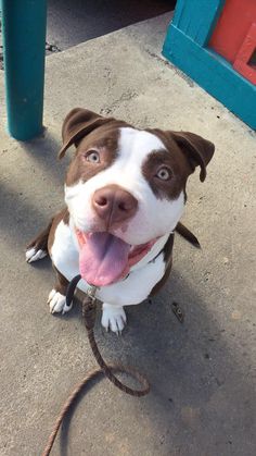 a brown and white dog sitting on top of a cement floor next to a blue door