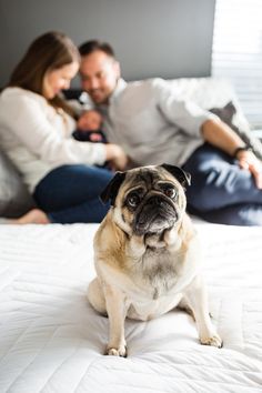 a man and woman sitting on a bed with a pug dog in front of them