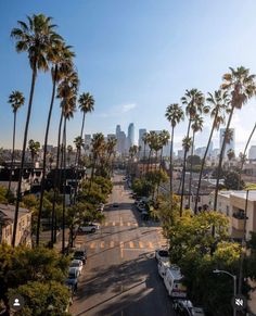 palm trees line the street in front of tall buildings