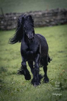 a black horse is running through the grass with its hair blowing in the wind and it's eyes closed