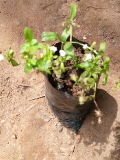 a potted plant with dirt and flowers growing out of it's bottom tube