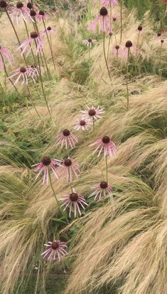 some very pretty purple flowers in the grass