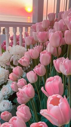 many pink and white flowers in front of a fence with the sun setting behind them