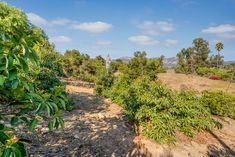 a dirt road surrounded by trees and bushes