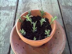 a potted plant sitting on top of a wooden table