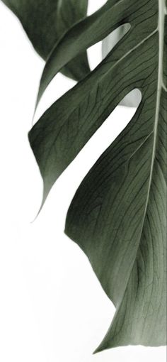 a close up of a large leaf on a white background with only the leaves visible