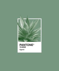 a green plant with the words pantonee on it