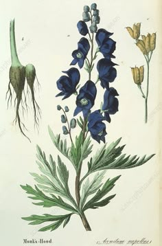 blue flowers with green leaves and roots on a white background, from the natural history of plants by munks - honne