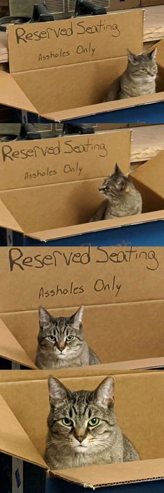 three cats are sitting in cardboard boxes with the caption reserved sorting on them's faces