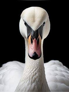 a close up of a white swan with its tongue out