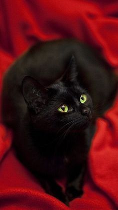 a black cat with green eyes sits on a red blanket and looks at the camera