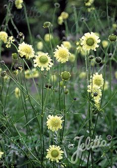 some very pretty yellow flowers in the grass