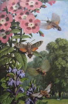 two hummings flying over pink flowers and other insects