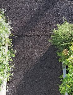 the shadow of a person walking down a sidewalk next to some trees and bushes in front of them