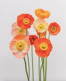 five orange and white flowers in a vase