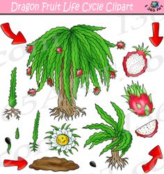 the dragon fruit life cycle clipart includes plants, fruits and leaves with arrows pointing to them