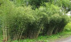 some very tall bamboo trees by the side of the road