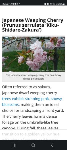 the japanese webpage for cherry blossoms